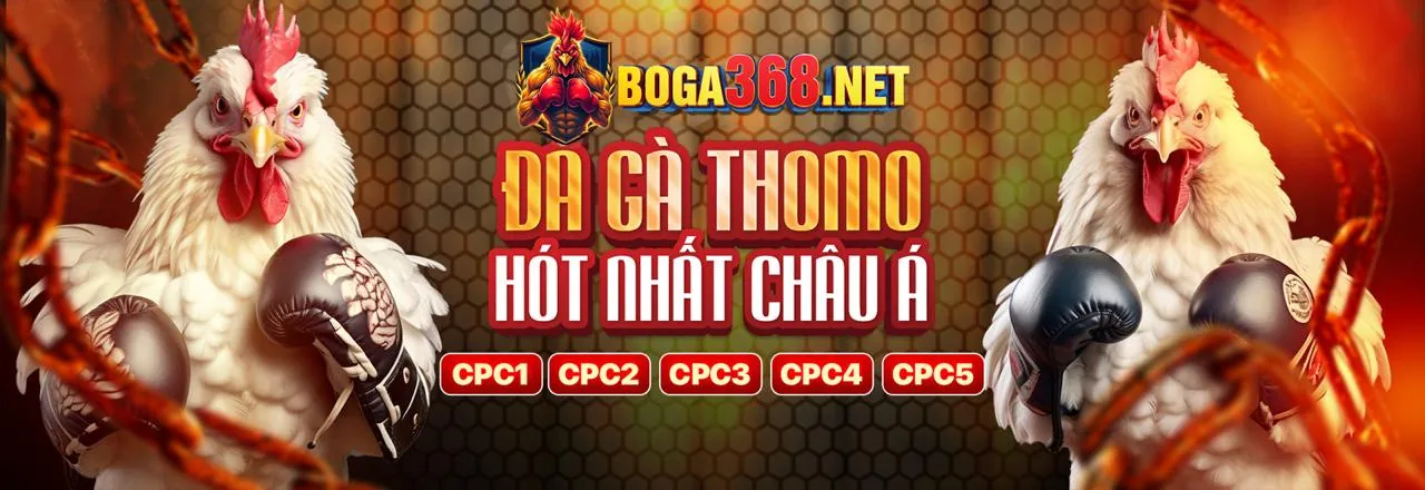 Sân đá gà sôi động tại FCB8